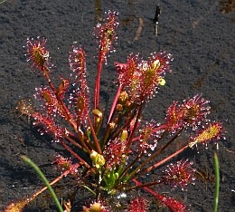 Oblong-leaved Sundew - Drosera intermedia © Teresa Farino